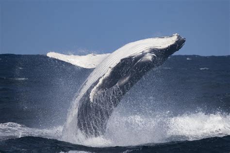 Baleine bleue — Wikipédia